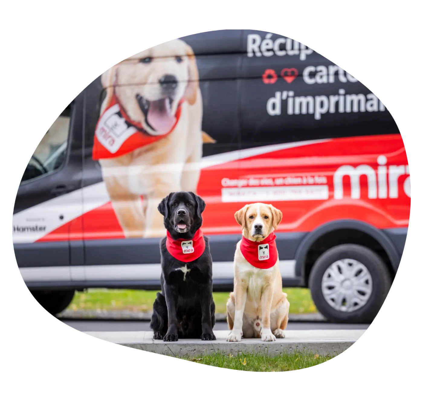 Deux chiens Mira devant le camion de récupération des cartouches de la Fondation Mira